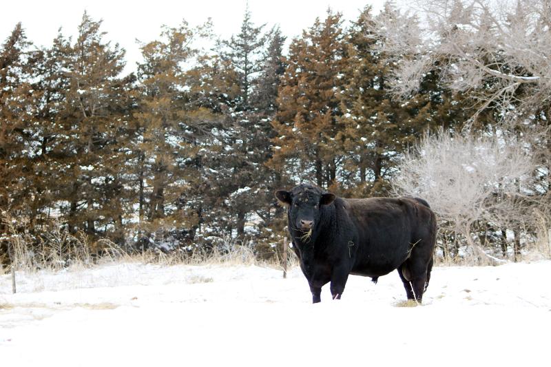 Winter weather challenges for bulls can affect breeding season